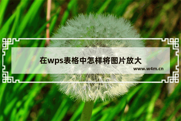 在wps表格中怎样将图片放大