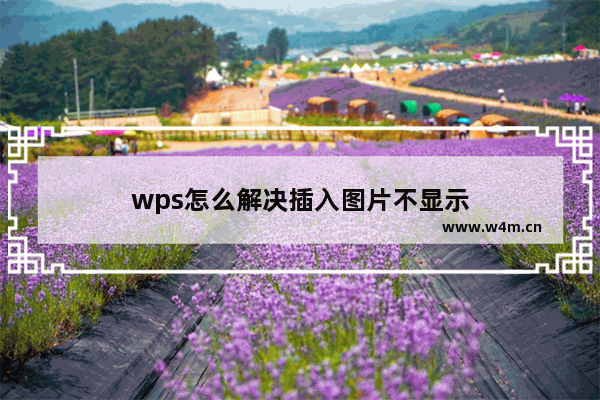 wps怎么解决插入图片不显示