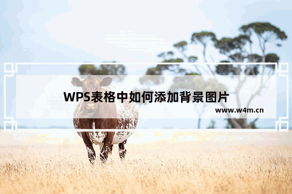 WPS表格中如何添加背景图片