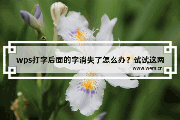 wps打字后面的字消失了怎么办？试试这两种方法