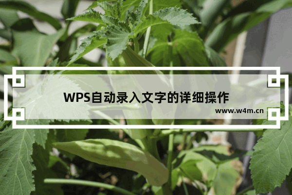 WPS自动录入文字的详细操作