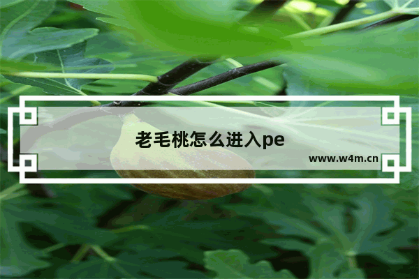 老毛桃怎么进入pe