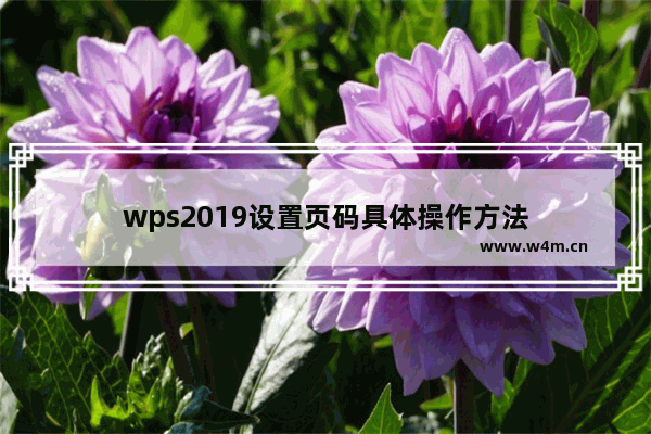 wps2019设置页码具体操作方法