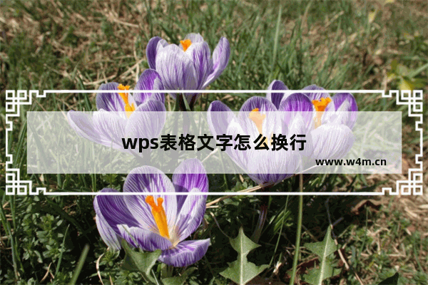 wps表格文字怎么换行