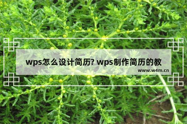 wps怎么设计简历? wps制作简历的教程