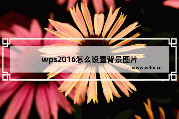 wps2016怎么设置背景图片