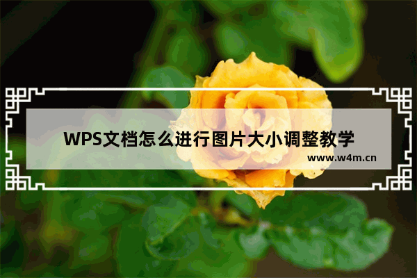 WPS文档怎么进行图片大小调整教学