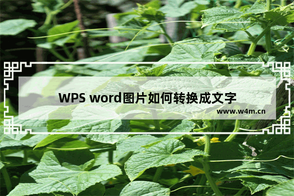 WPS word图片如何转换成文字