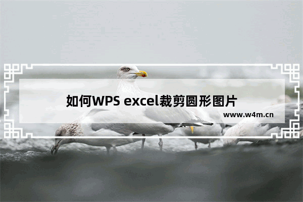 如何WPS excel裁剪圆形图片