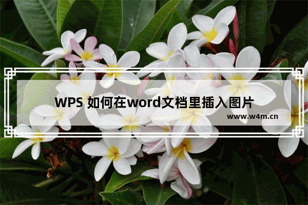 WPS 如何在word文档里插入图片