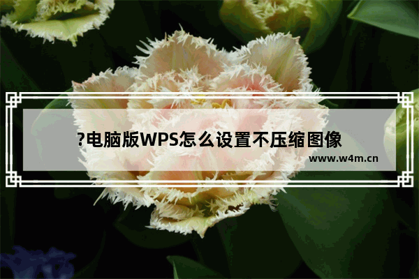 ?电脑版WPS怎么设置不压缩图像