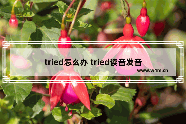 tried怎么办 tried读音发音