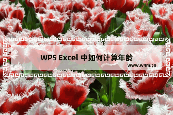 WPS Excel 中如何计算年龄