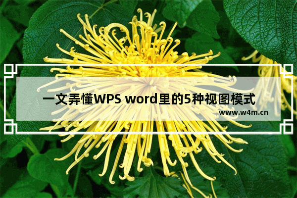 一文弄懂WPS word里的5种视图模式