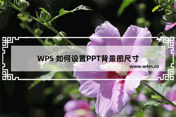 WPS 如何设置PPT背景图尺寸