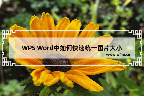 WPS Word中如何快速统一图片大小