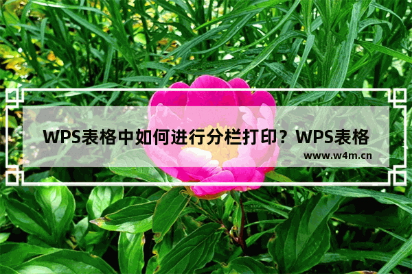 WPS表格中如何进行分栏打印？WPS表格中进行分栏打印教程