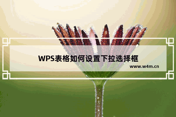 WPS表格如何设置下拉选择框