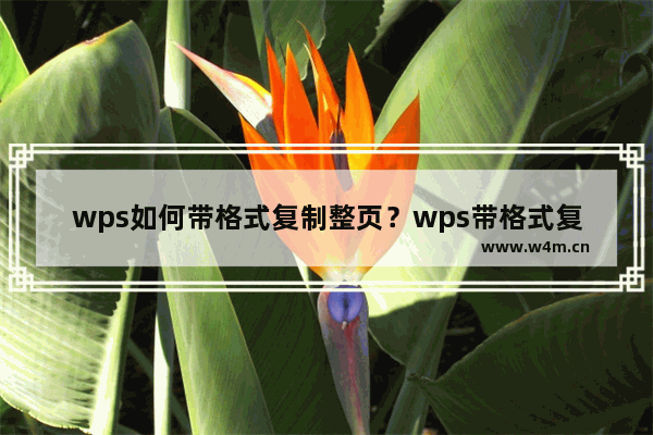 wps如何带格式复制整页？wps带格式复制整页的方法教程