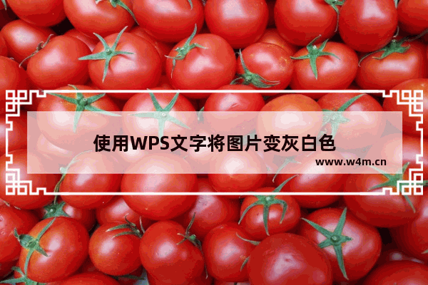 使用WPS文字将图片变灰白色