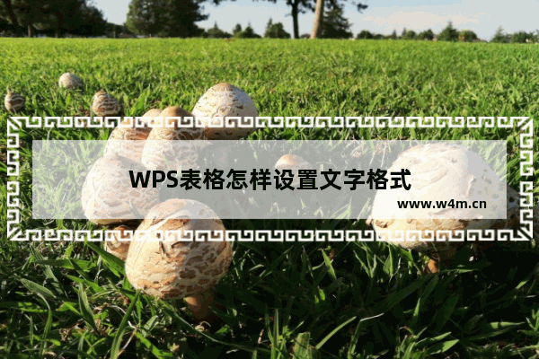 WPS表格怎样设置文字格式