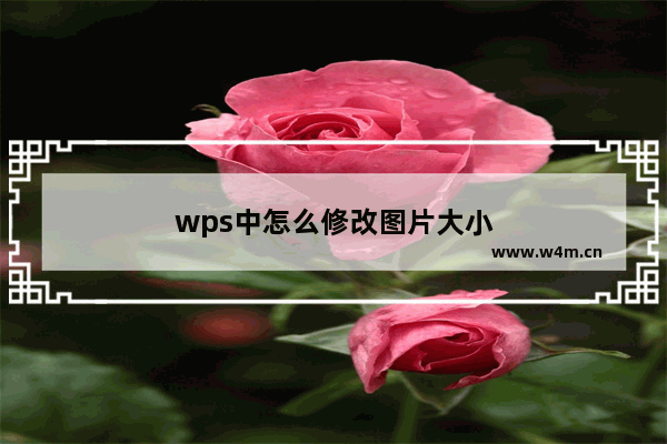 wps中怎么修改图片大小