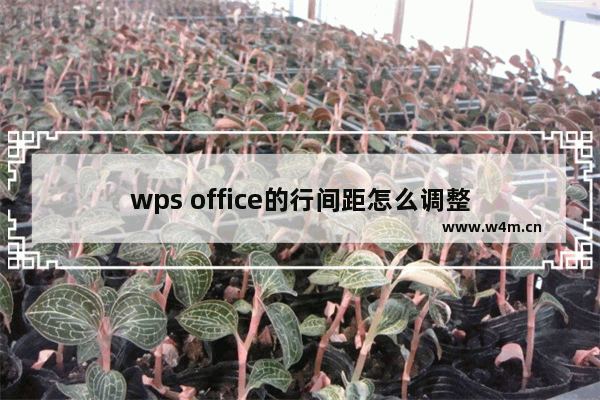 wps office的行间距怎么调整