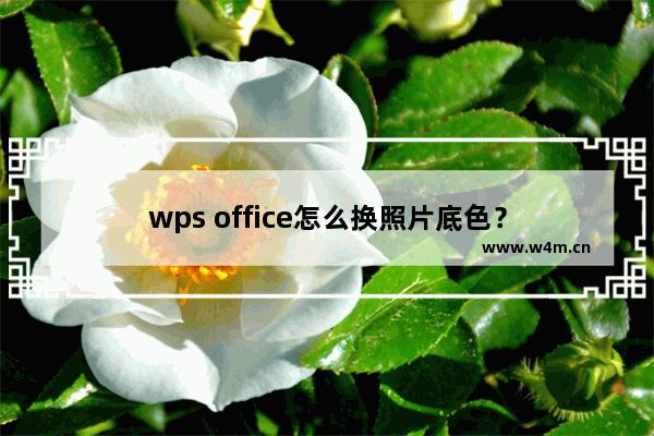 wps office怎么换照片底色？