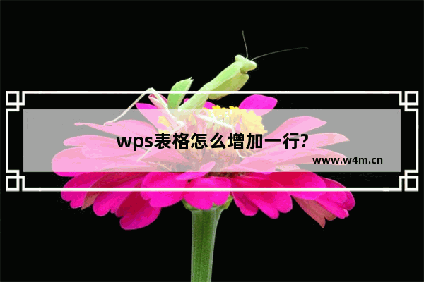 wps表格怎么增加一行?