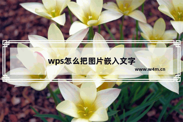 wps怎么把图片嵌入文字