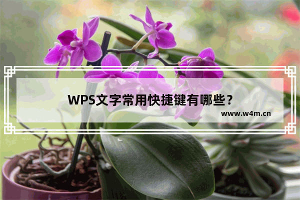 WPS文字常用快捷键有哪些？