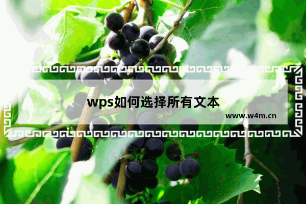 wps如何选择所有文本