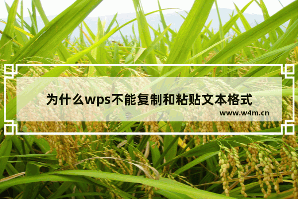 为什么wps不能复制和粘贴文本格式