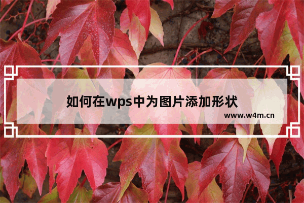 如何在wps中为图片添加形状