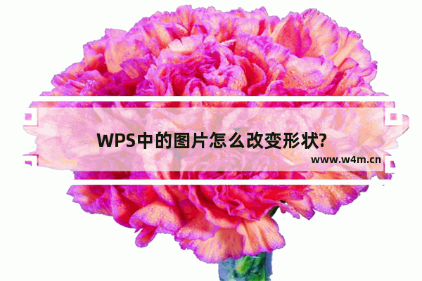 WPS中的图片怎么改变形状?