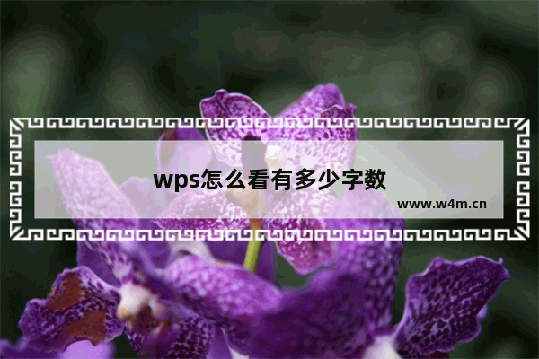 wps怎么看有多少字数