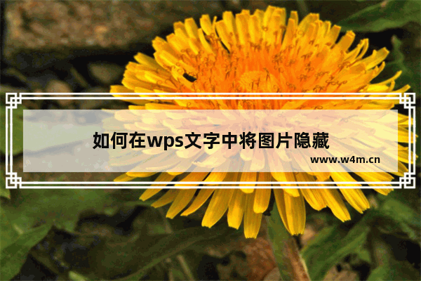 如何在wps文字中将图片隐藏