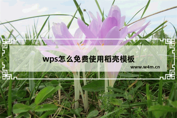 wps怎么免费使用稻壳模板