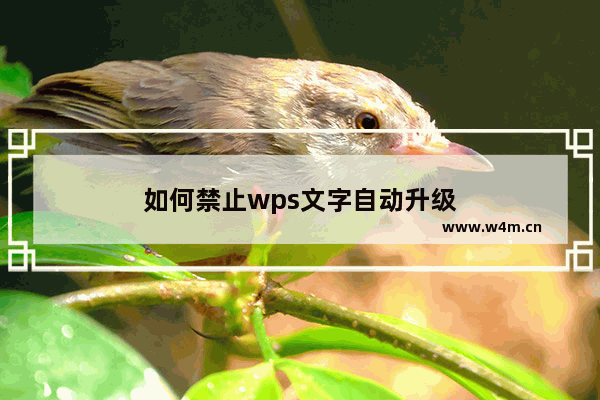 如何禁止wps文字自动升级