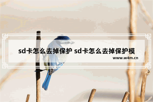 sd卡怎么去掉保护 sd卡怎么去掉保护模式