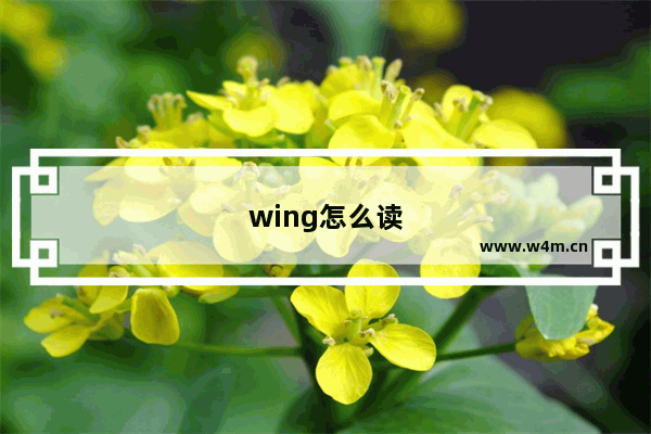 wing怎么读