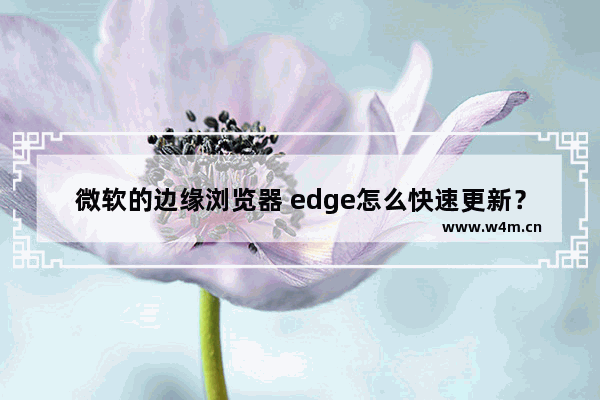 微软的边缘浏览器 edge怎么快速更新？