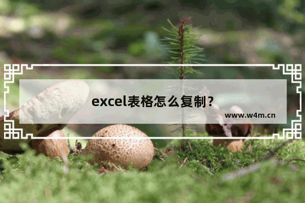 excel表格怎么复制？