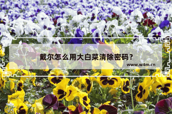 戴尔怎么用大白菜清除密码？