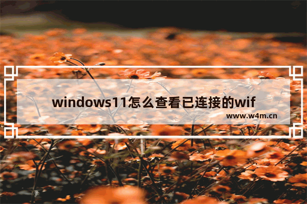 windows11怎么查看已连接的wifi密码？