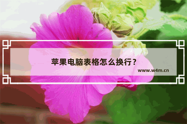 苹果电脑表格怎么换行？