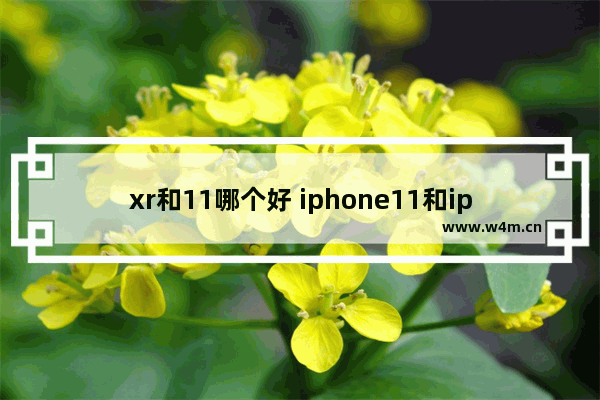 xr和11哪个好 iphone11和iphonexr对比