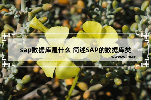 sap数据库是什么 简述SAP的数据库类型