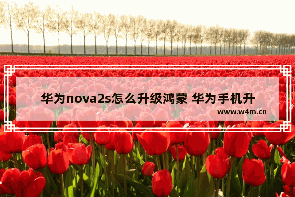 华为nova2s怎么升级鸿蒙 华为手机升级到鸿蒙系统的教程