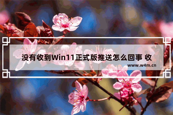 没有收到Win11正式版推送怎么回事 收不到win11beta推送